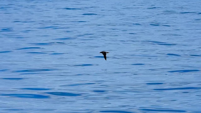 Hutton's Shearwater - ML645374428