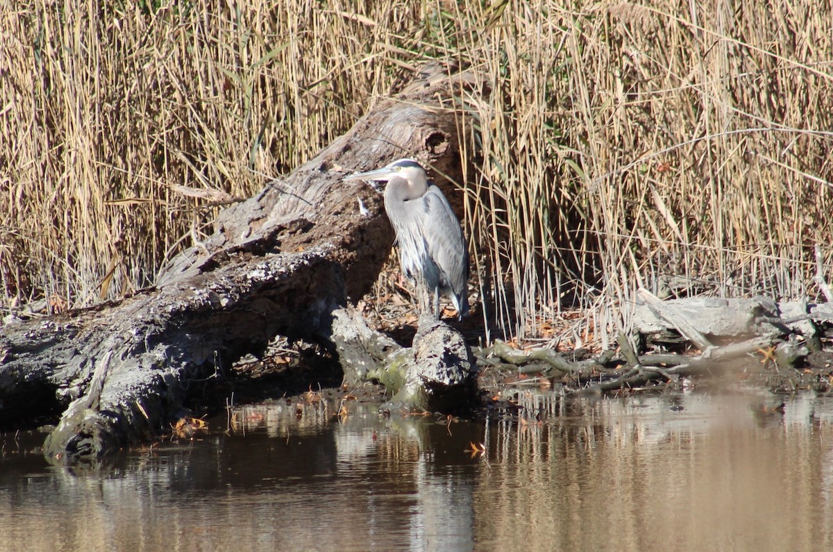 Great Blue Heron - ML645374430