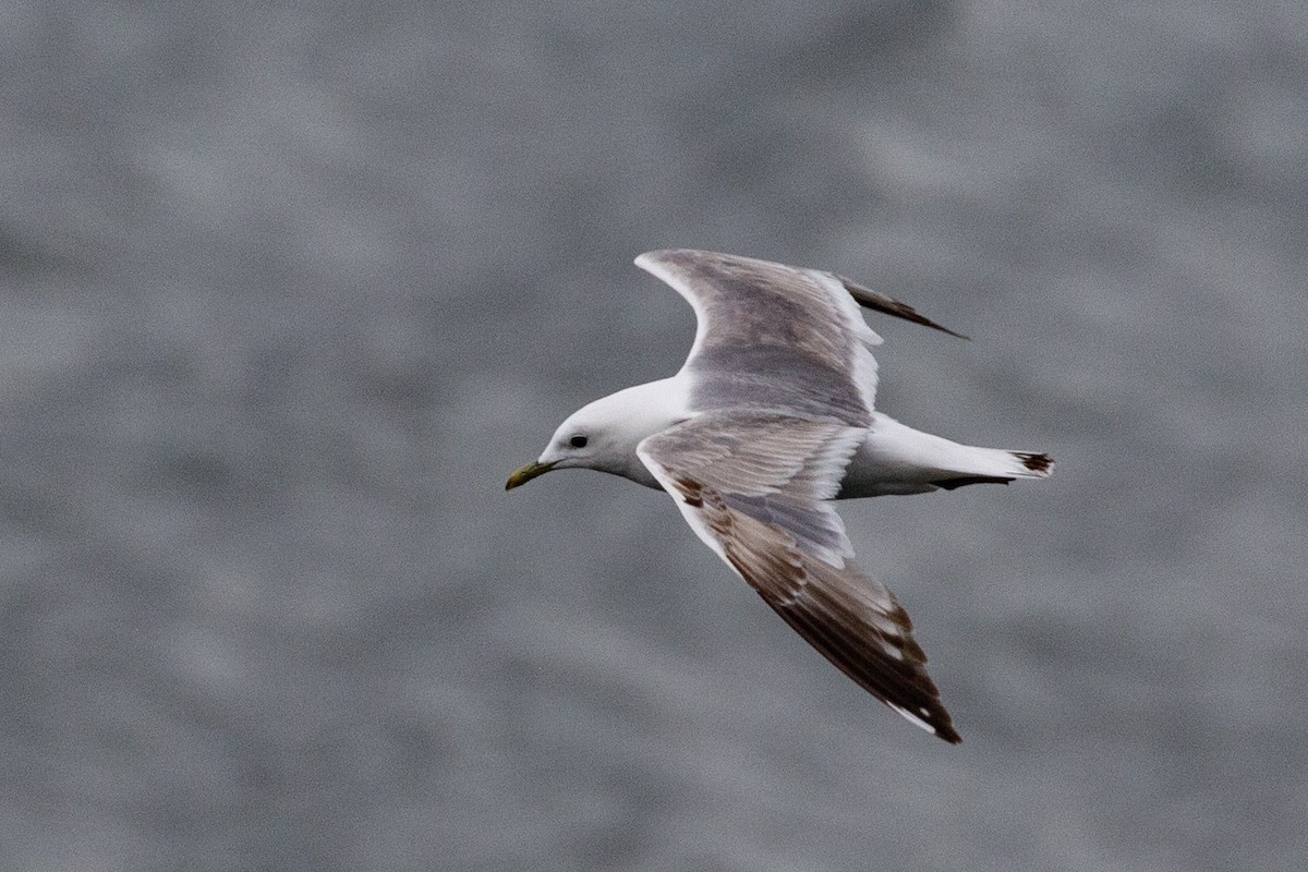 Short-billed Gull - ML645374436
