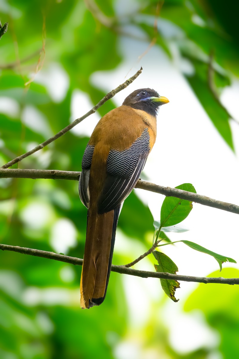 Philippine Trogon - ML645374438