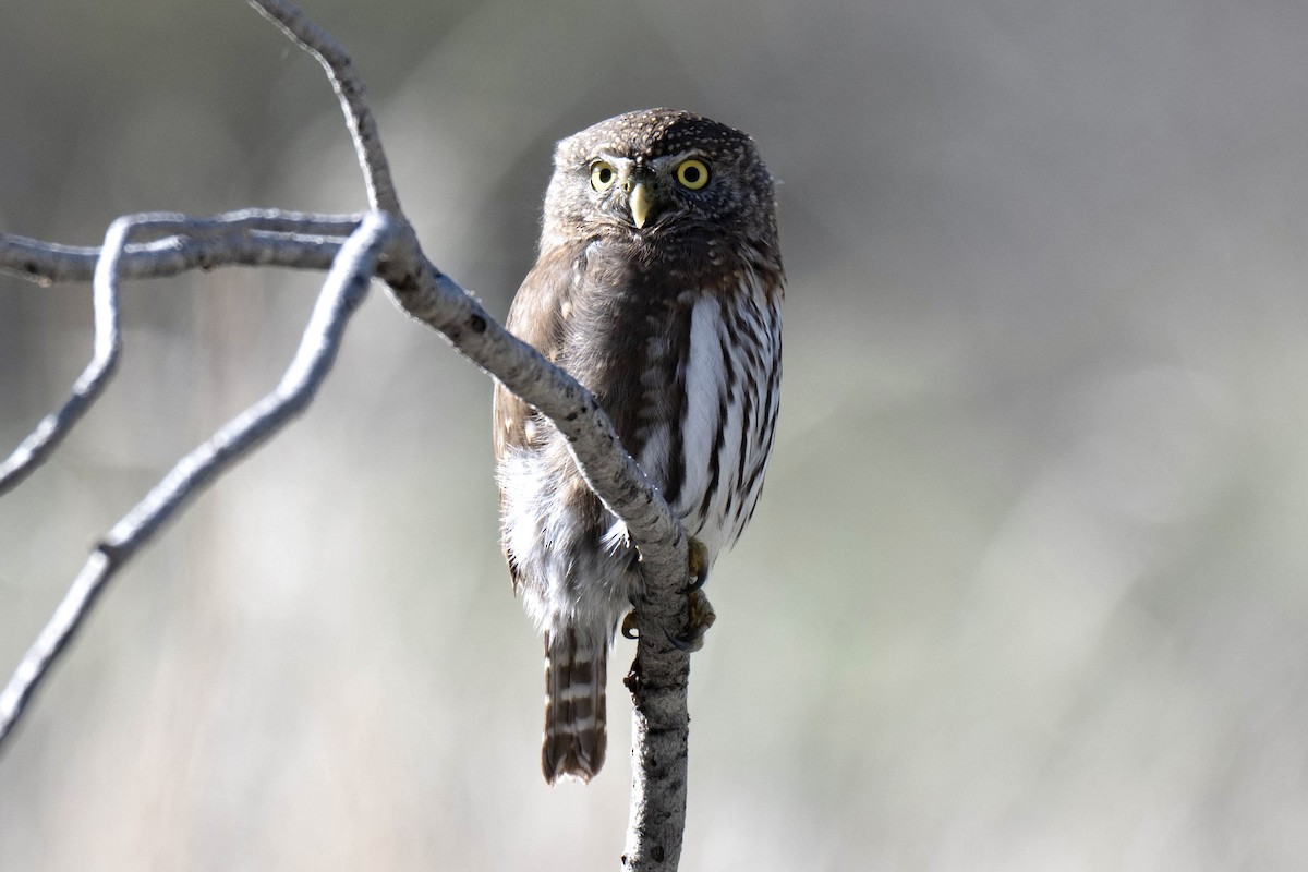 Northern Pygmy-Owl - ML645374443