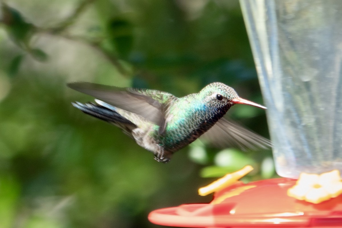 Broad-billed Hummingbird - ML645374449