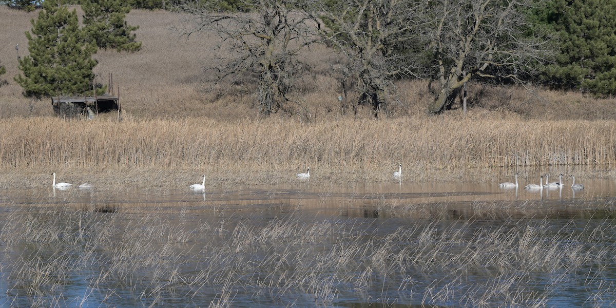 labuť trubač - ML645374462