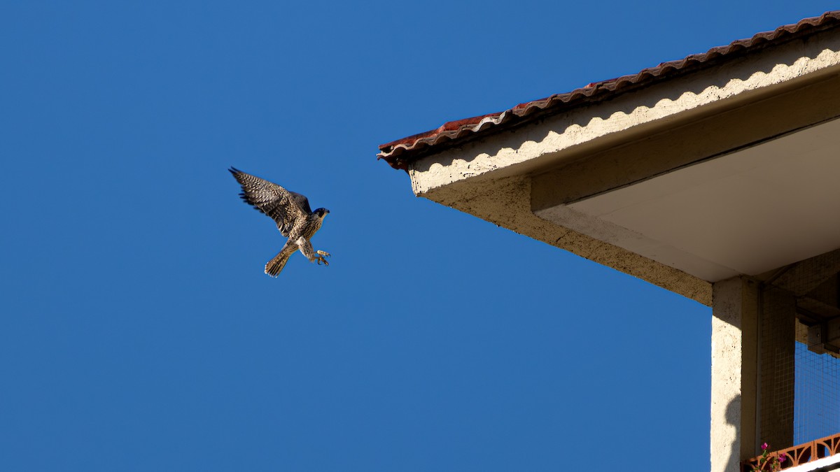 Peregrine Falcon - ML645374466