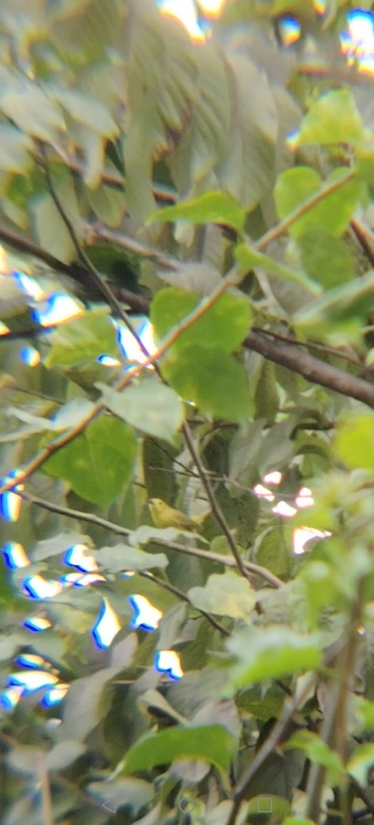 Northern/Mangrove Yellow Warbler - ML645374467