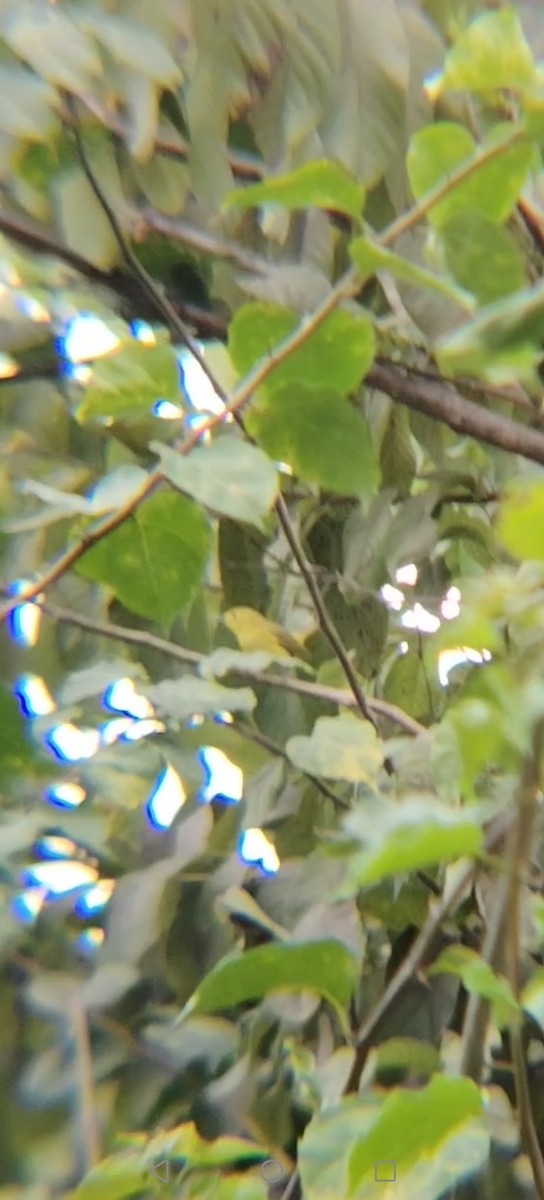 Northern/Mangrove Yellow Warbler - ML645374479