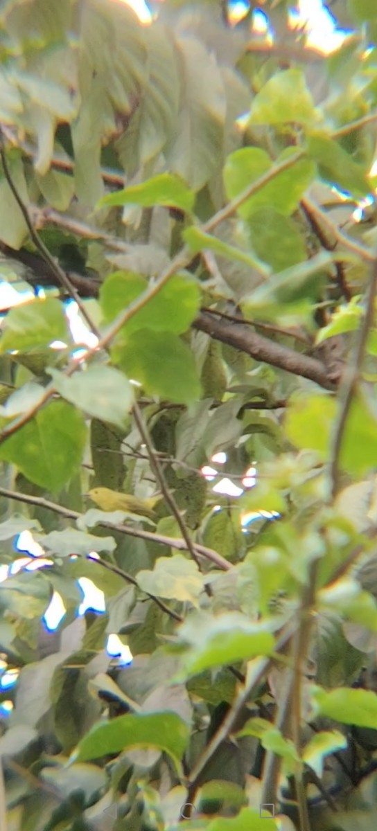 Northern/Mangrove Yellow Warbler - ML645374485