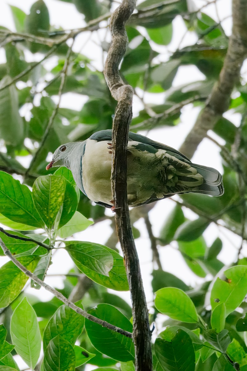 Cream-breasted Fruit-Dove - ML645374488