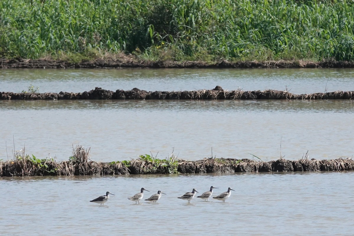 Greater Yellowlegs - ML645374491