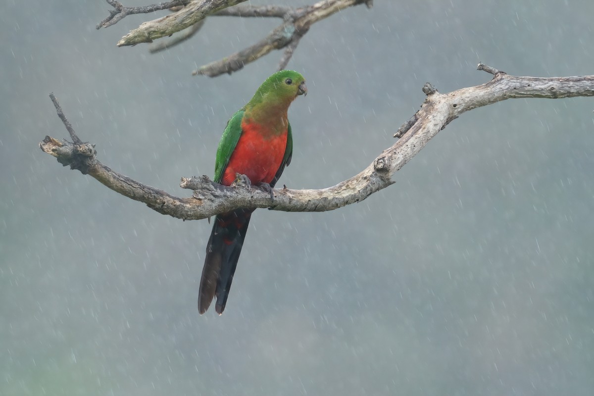 Australian King-Parrot - ML645374506