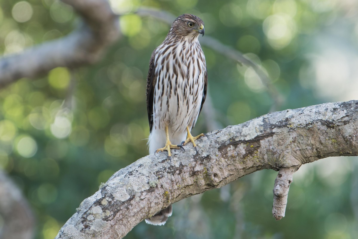 Яструб чорноголовий - ML645374510