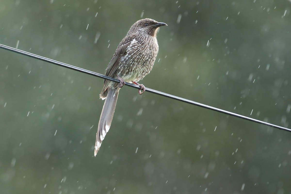 Little Wattlebird - ML645374520