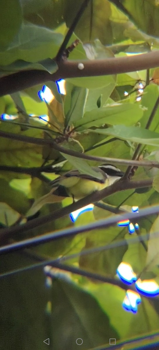 Tyran sociable - ML645374521