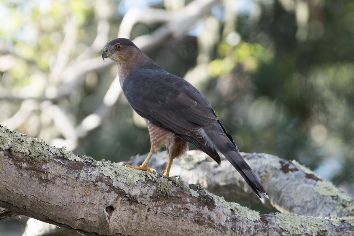 Яструб чорноголовий - ML645374522