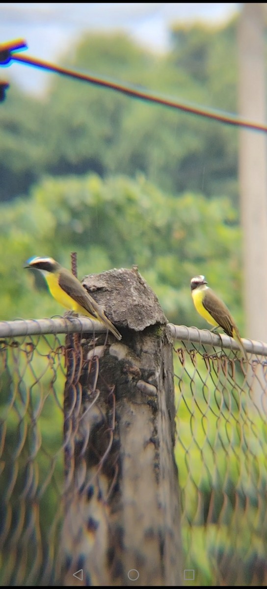 Tyran sociable - ML645374525