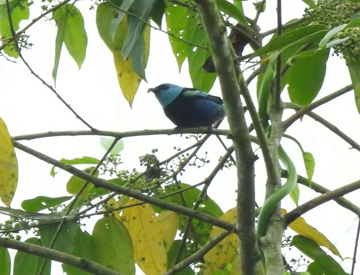 Лазурноголовая танагра - ML645374528