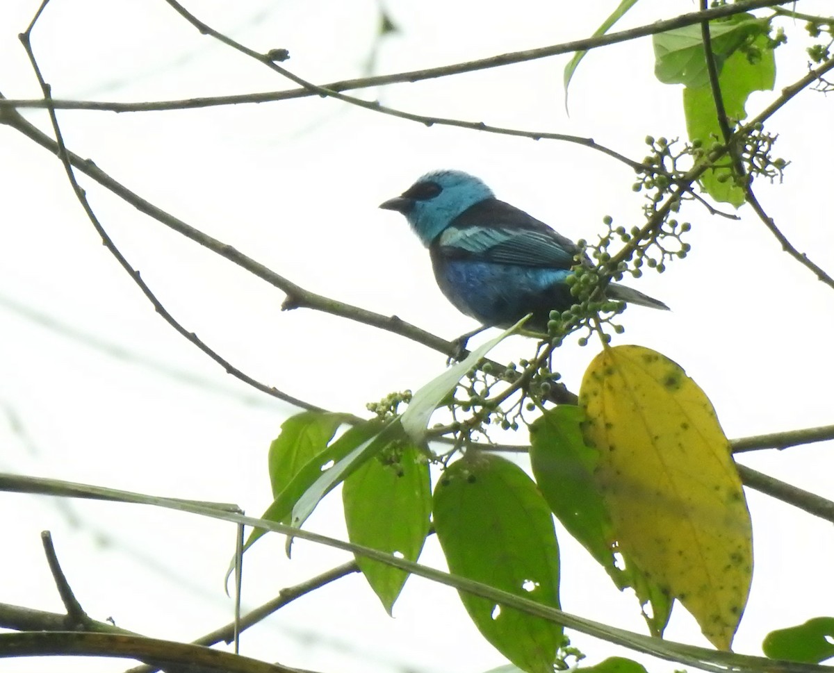 Лазурноголовая танагра - ML645374529