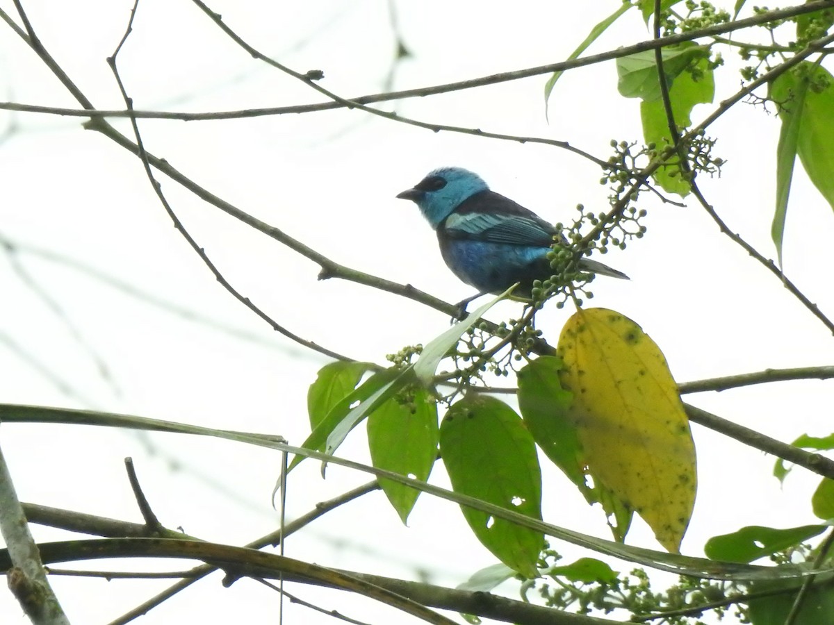 Лазурноголовая танагра - ML645374530