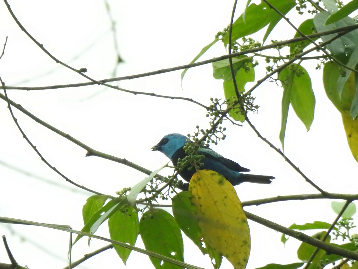 Лазурноголовая танагра - ML645374532