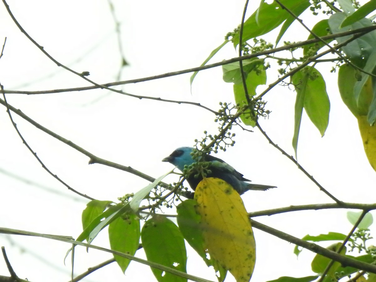 Лазурноголовая танагра - ML645374533