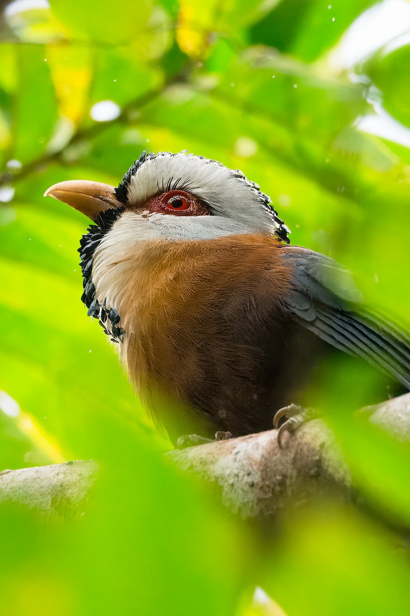 Malcoha Frisado - ML645374536