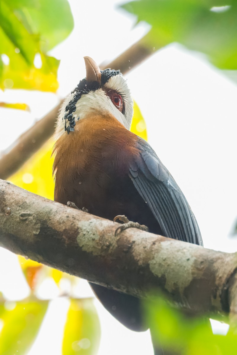 Malcoha Frisado - ML645374537