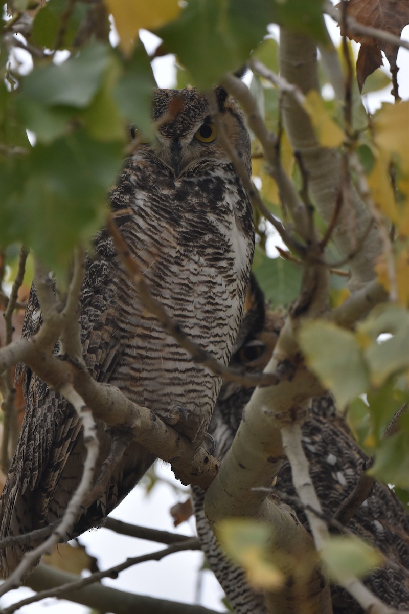 Пугач віргінський - ML645374551