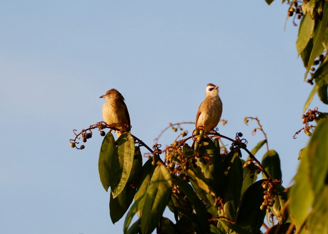 Yellow-vented Bulbul - ML645374564