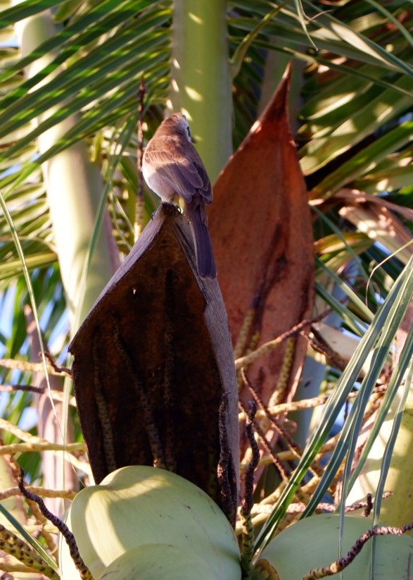 Yellow-vented Bulbul - ML645374565