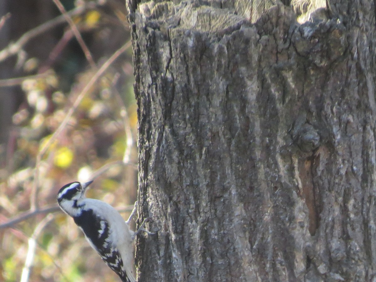 Downy Woodpecker - ML645374568