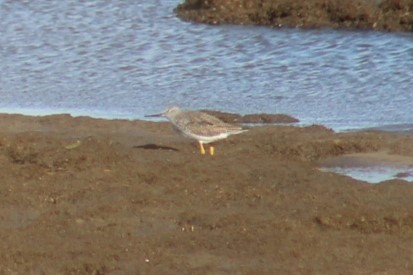 Greater Yellowlegs - ML645374575