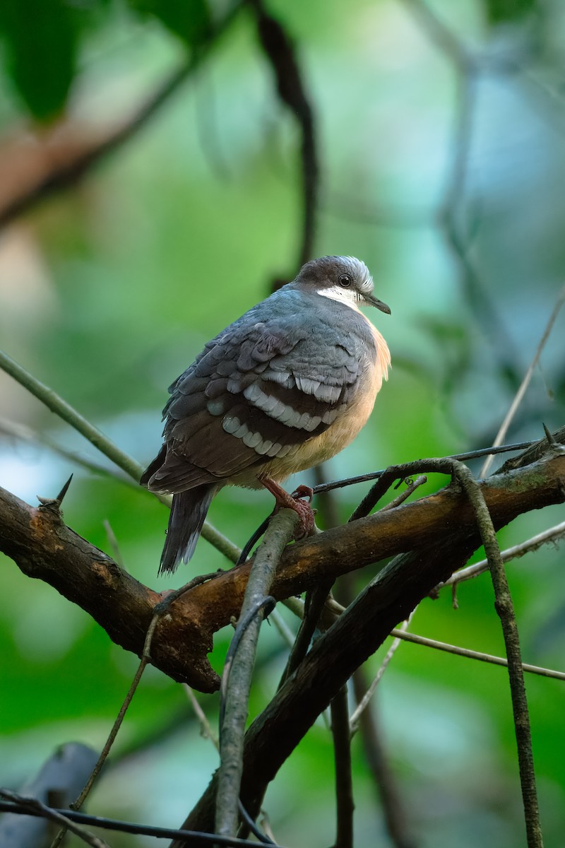 Лузонский кровавогрудый голубь - ML645374576