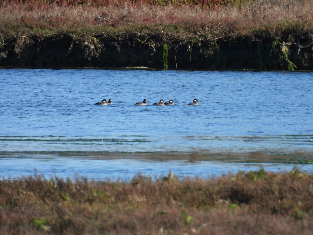 Bufflehead - ML645374578