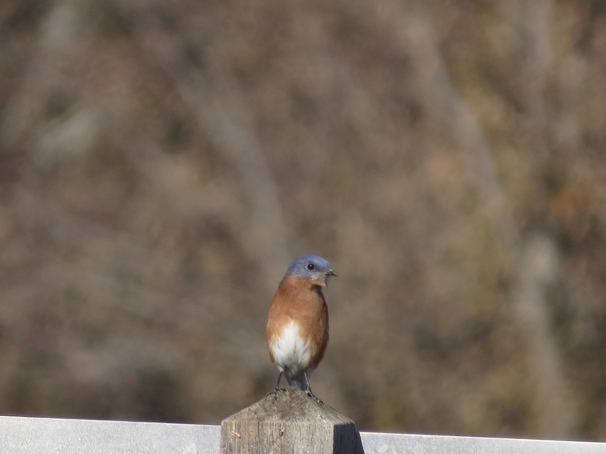 Eastern Bluebird - ML645374580