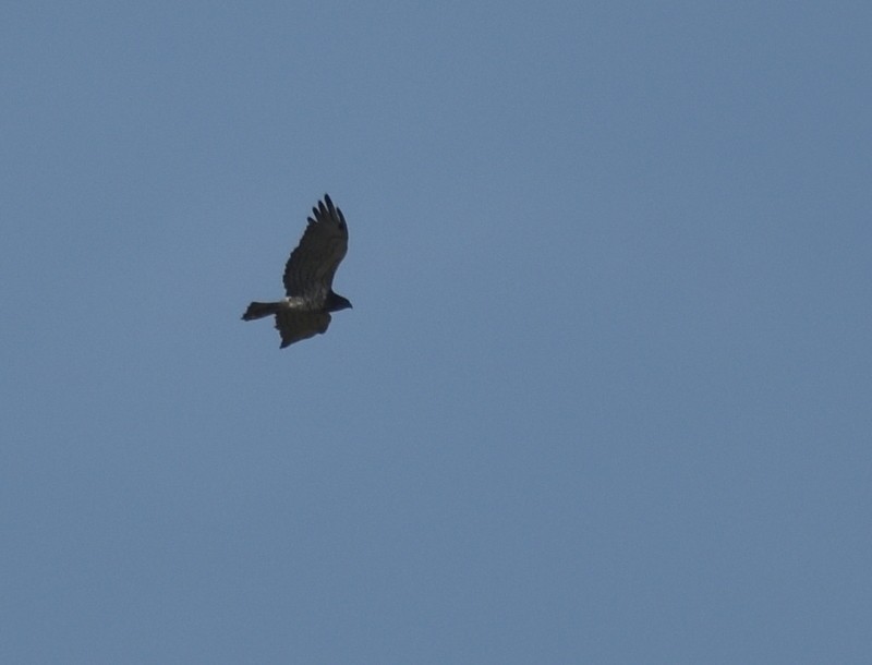 orlík krátkoprstý - ML645374585