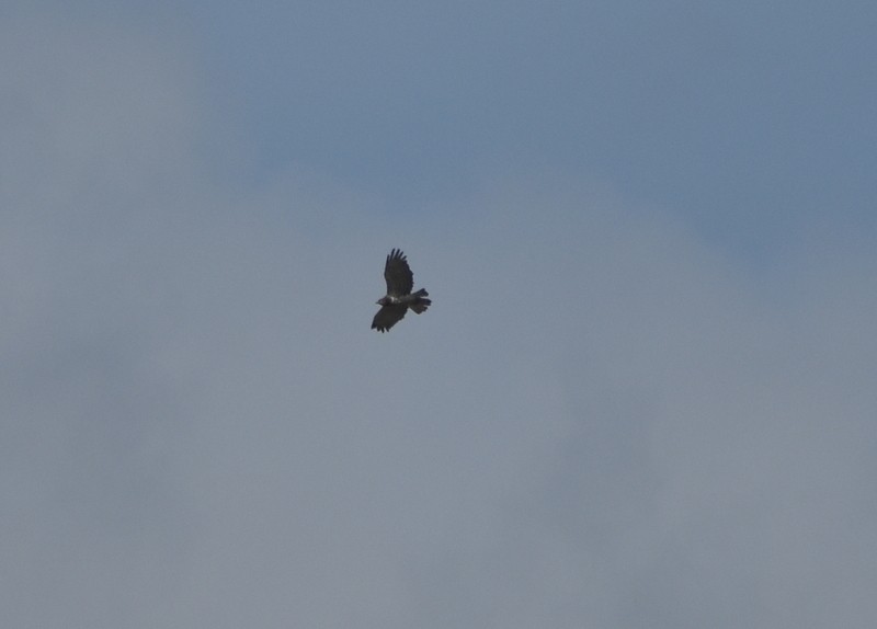 orlík krátkoprstý - ML645374586