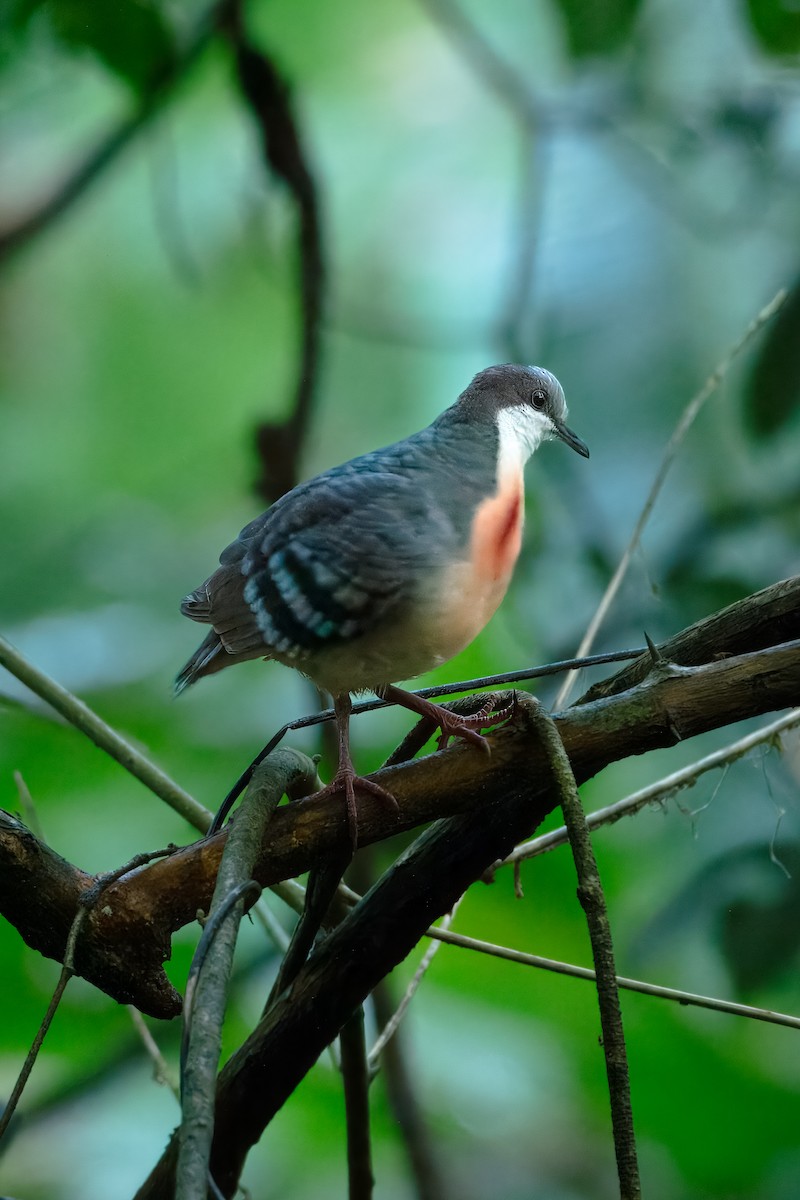 Лузонский кровавогрудый голубь - ML645374587