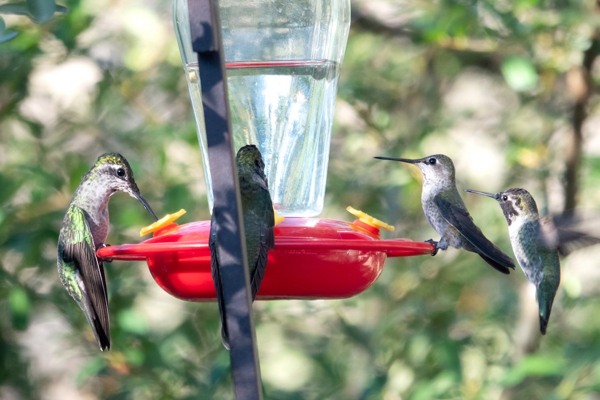 Rivoli's Hummingbird - ML645374589