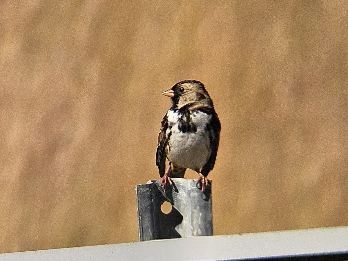 Harris's Sparrow - ML645374593