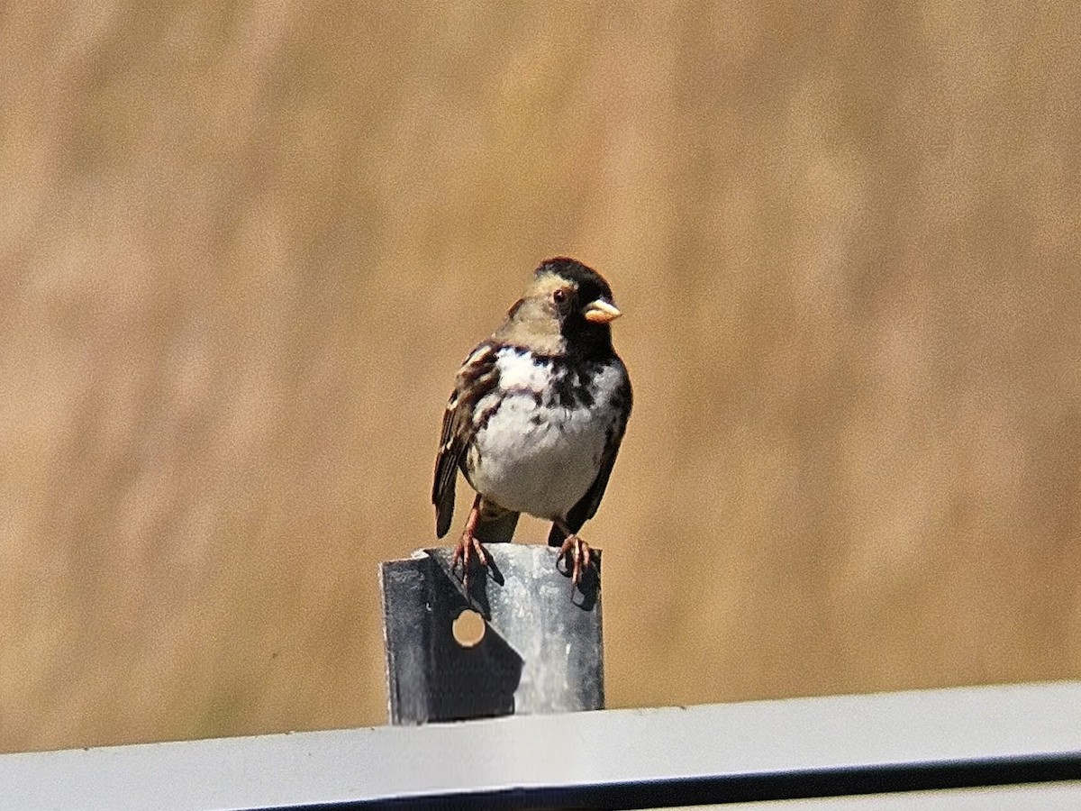 Harris's Sparrow - ML645374594