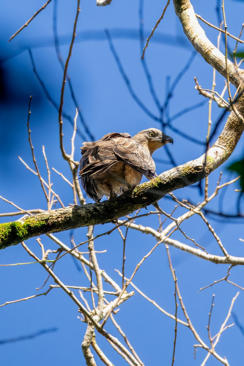 Oriental Honey-buzzard - ML645374601