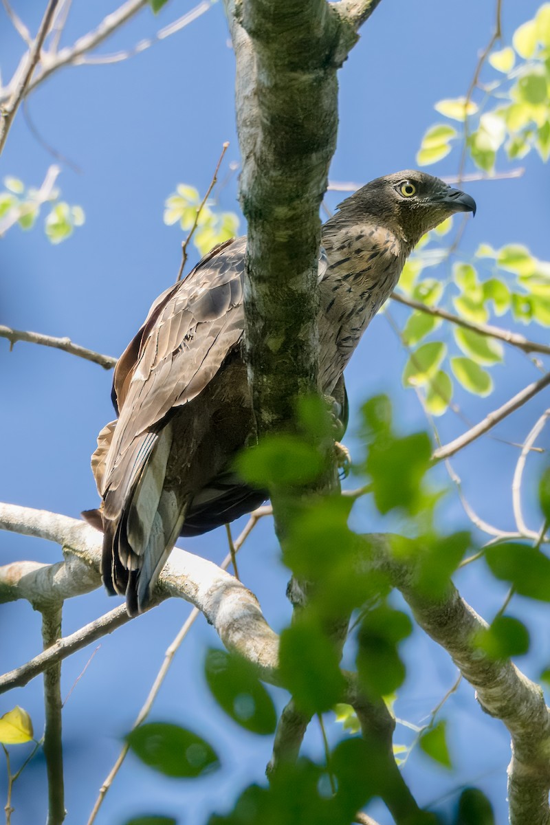Oriental Honey-buzzard - ML645374602