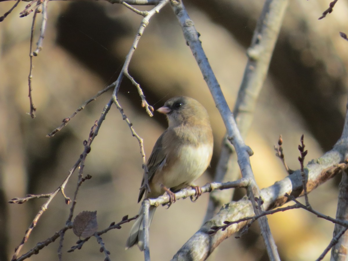 Dark-eyed Junco - ML645374606