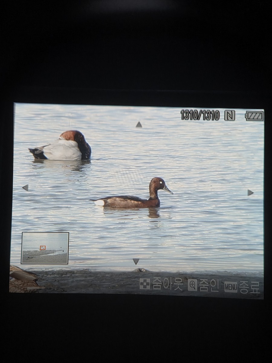Ferruginous Duck - ML645374615