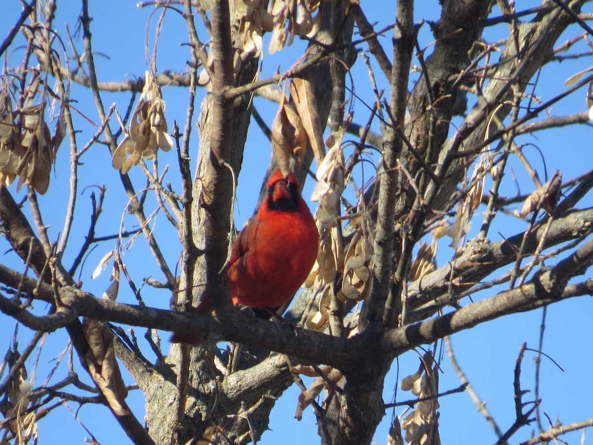 Northern Cardinal - ML645374624