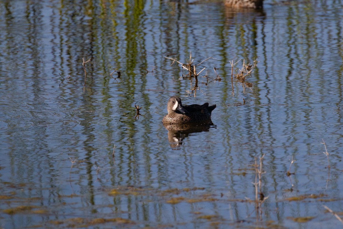Blue-winged Teal - ML645374631