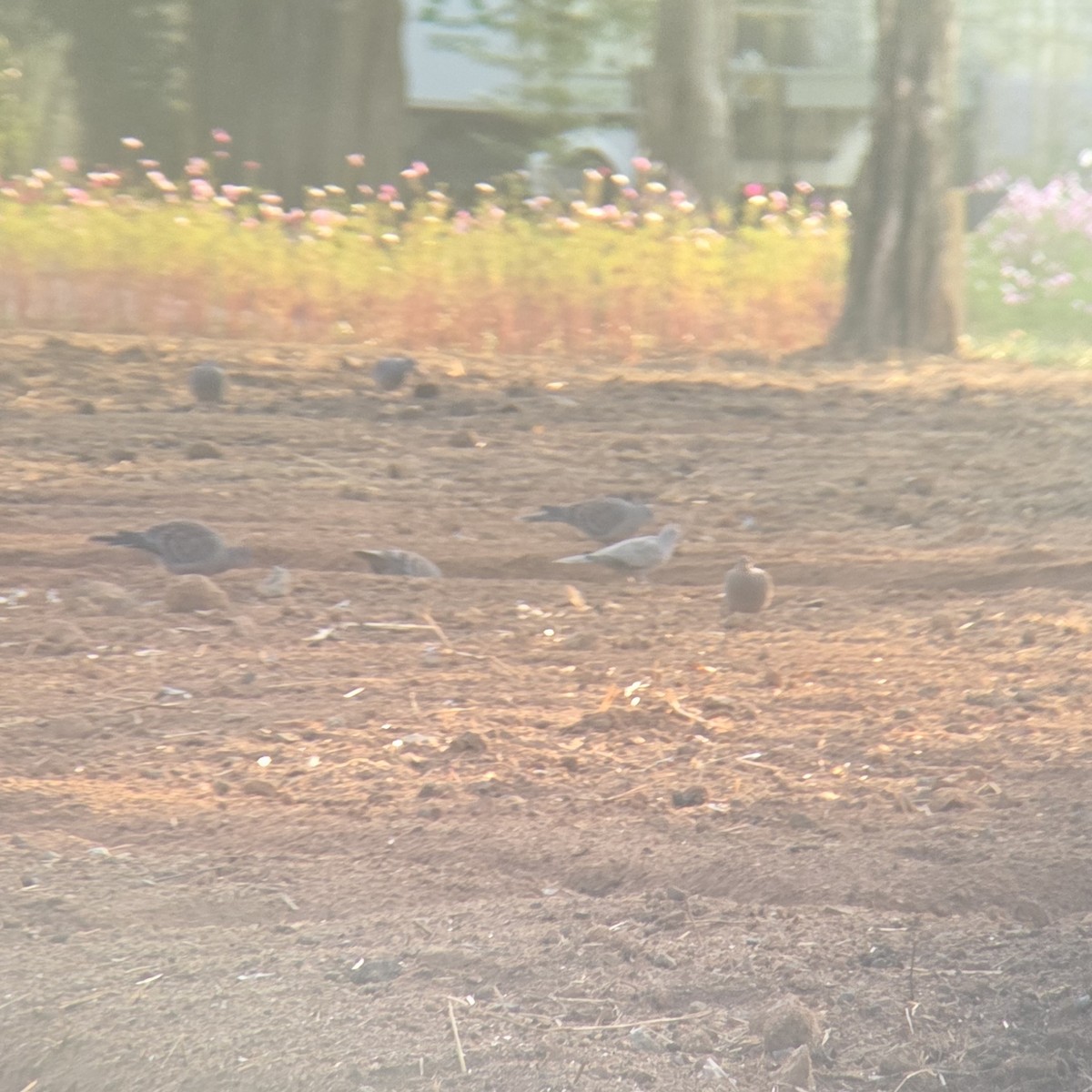 Eurasian Collared-Dove - ML645374639