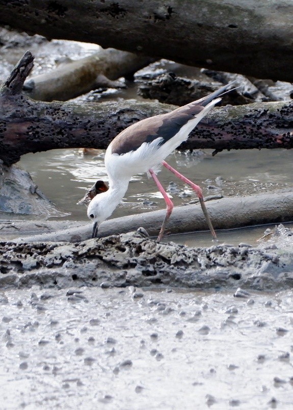 Black-winged Stilt - ML645374645
