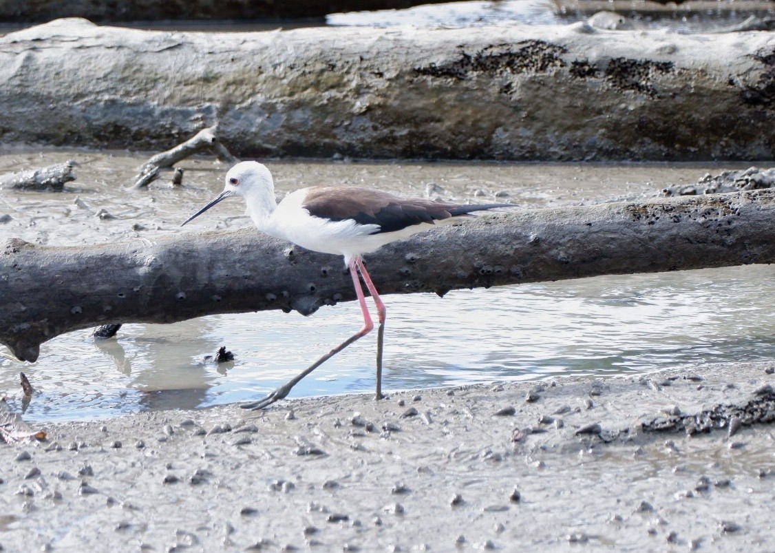 Black-winged Stilt - ML645374646