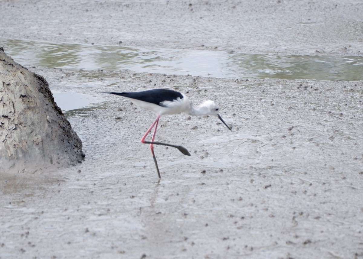 Black-winged Stilt - ML645374647